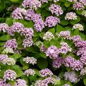 Hydrangea macrophylla 'Ayesha' fleur (2)